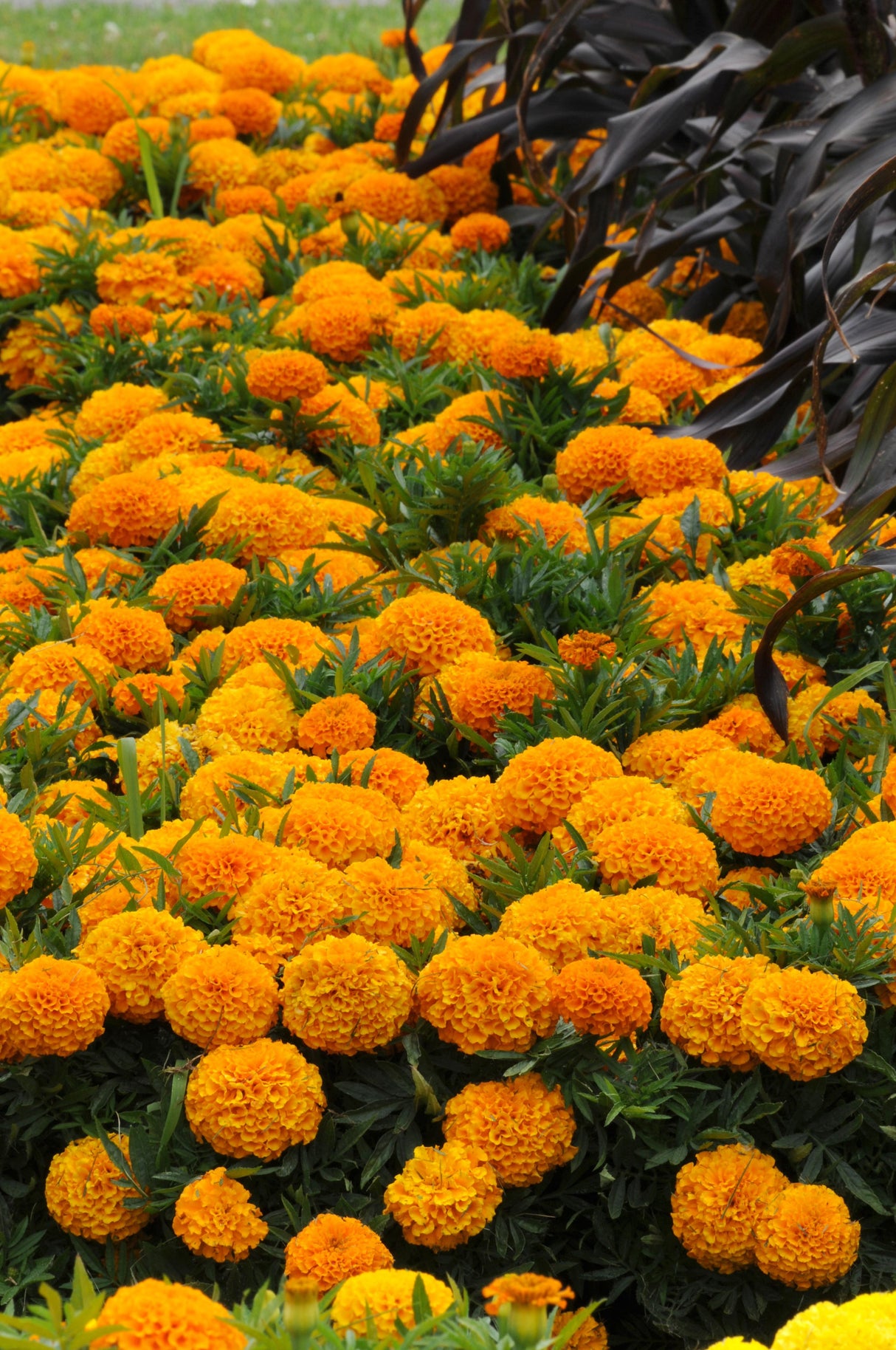 Marigold 'Taishan Orange'