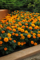 Marigold 'Taishan Orange'