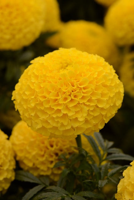 Marigold 'Taishan Yellow'