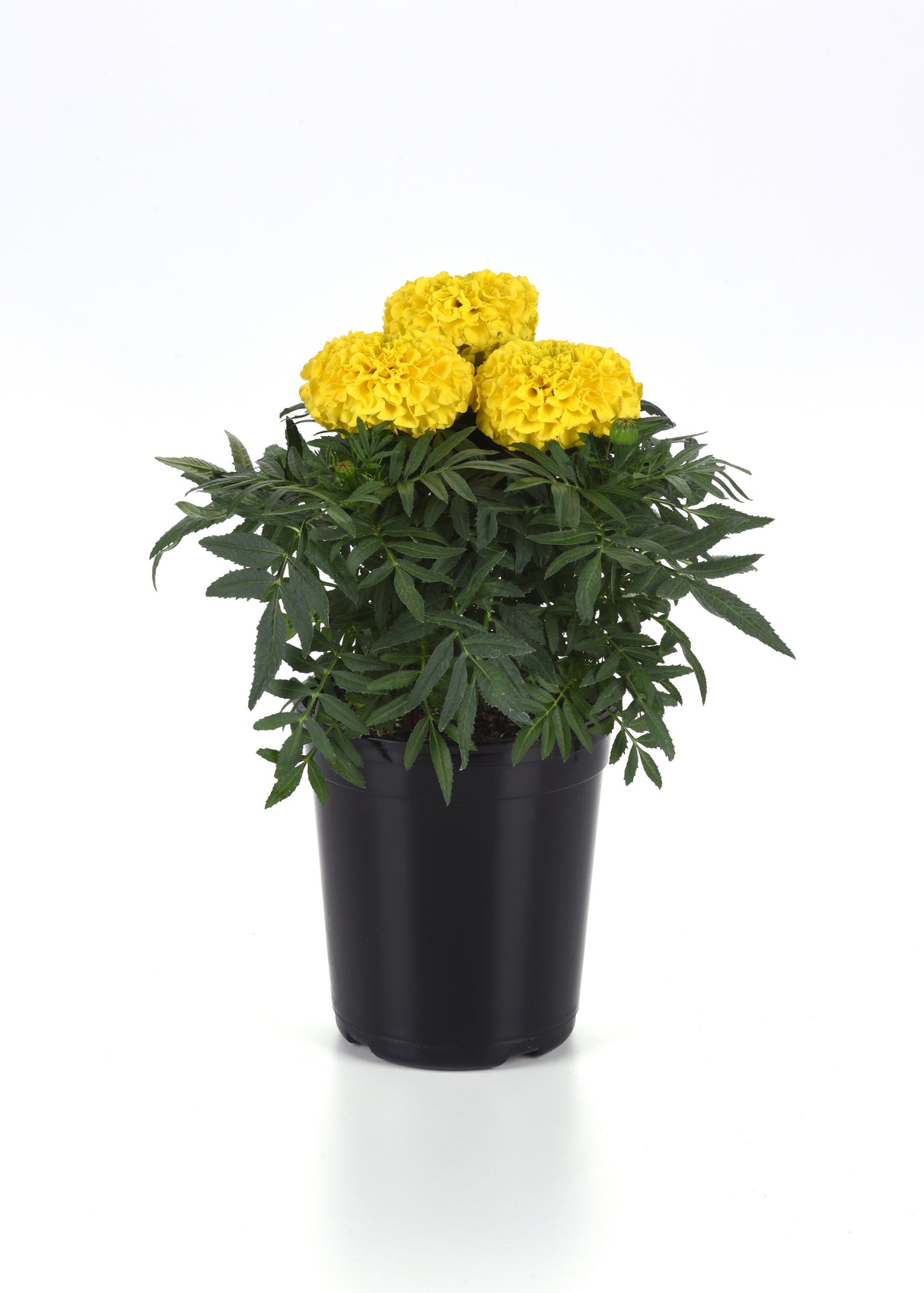 Marigold 'Taishan Yellow'