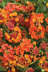 Lantana camara 'Luscious® Marmalade'