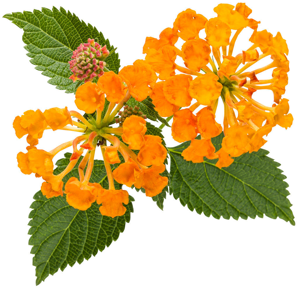 Lantana camara 'Luscious® Marmalade' flower