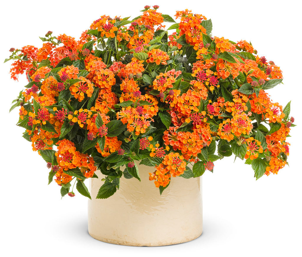 Lantana camara 'Luscious® Marmalade' in decorative pot