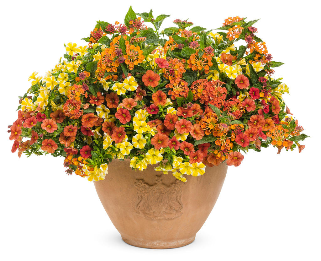 Lantana camara 'Luscious® Marmalade' combination