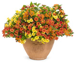 Lantana camara 'Luscious® Marmalade' combination