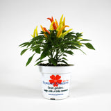 Ornamental Pepper 'Medusa' in 4.5" plastic pot