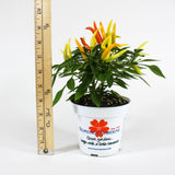 Ornamental Pepper 'Medusa' compare to a ruler