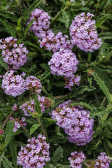 Verbena bonariensis 'Meteor Shower®'