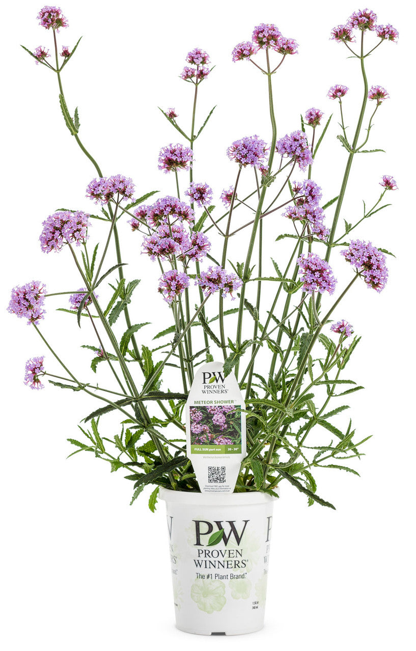 Verbena bonariensis 'Meteor Shower®' in grower pot