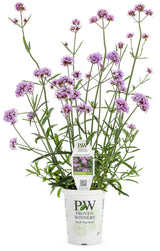 Verbena bonariensis 'Meteor Shower®' in grower pot