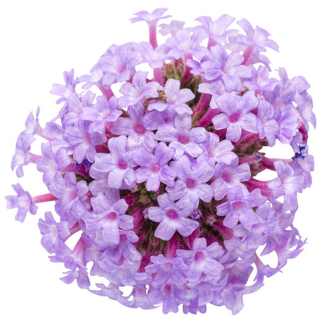 Verbena bonariensis 'Meteor Shower®' flower