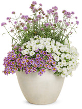 Verbena bonariensis 'Meteor Shower®' combination