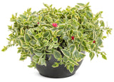 Dorotheanthus bellidiformis Proven Accents® 'Mezoo™ Trailing Red' in decorative pot