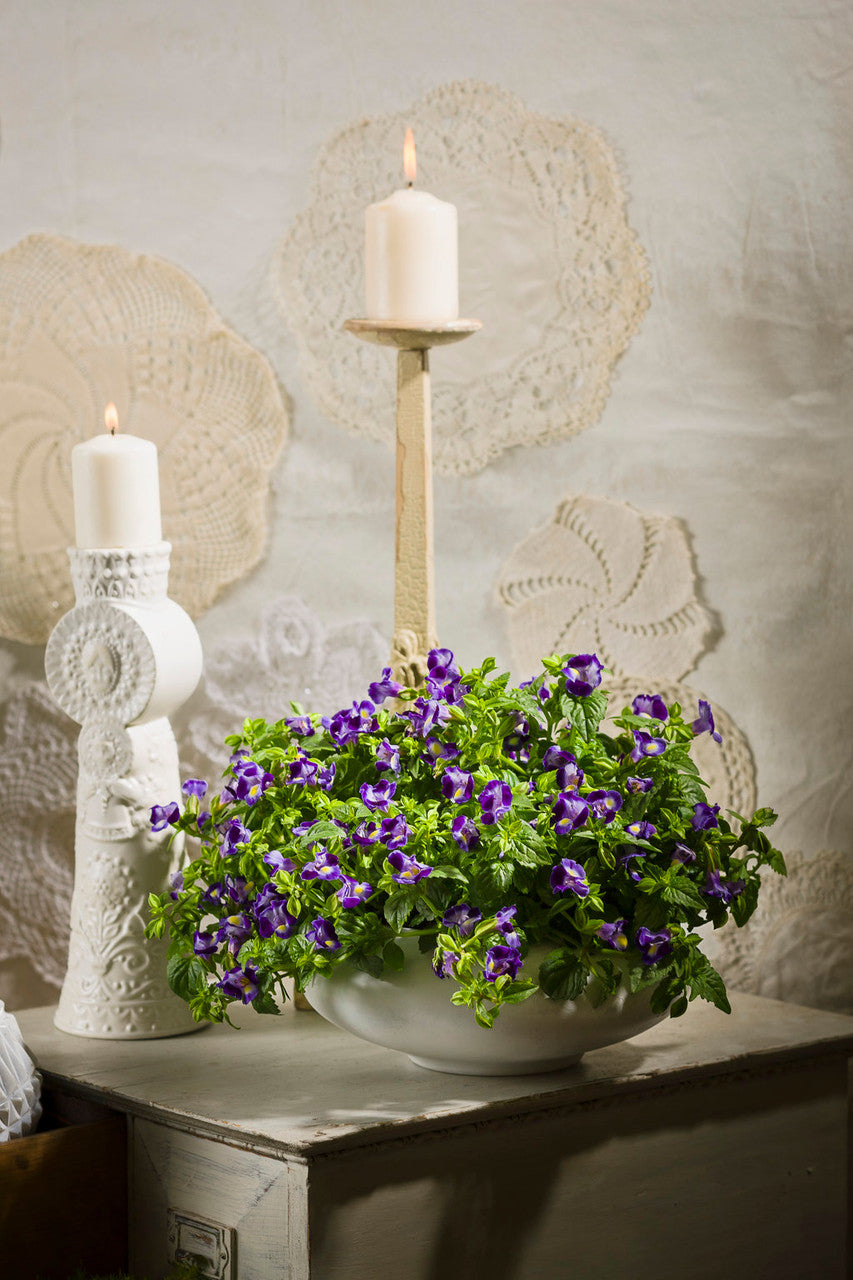 Torenia 'Catalina® Midnight Blue' – Romence Gardens & Greenhouses