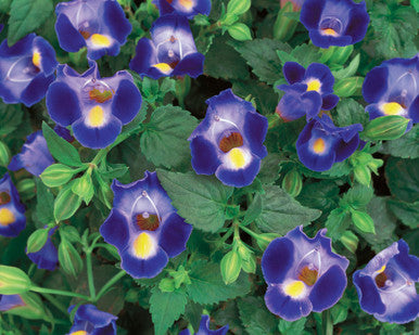 Torenia 'Catalina® Midnight Blue' – Romence Gardens & Greenhouses