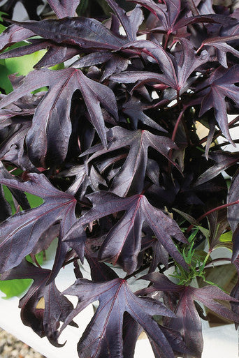 Ipomoea batatas Proven Accents®'Illusion® Midnight Lace'