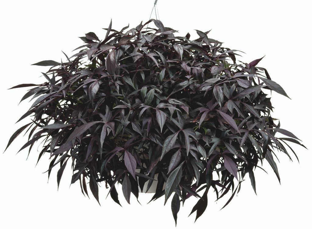 Ipomoea batatas Proven Accents ®'Illusion® Midnight Lace' in hanging basket