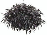 Ipomoea batatas Proven Accents ®'Illusion® Midnight Lace' in hanging basket