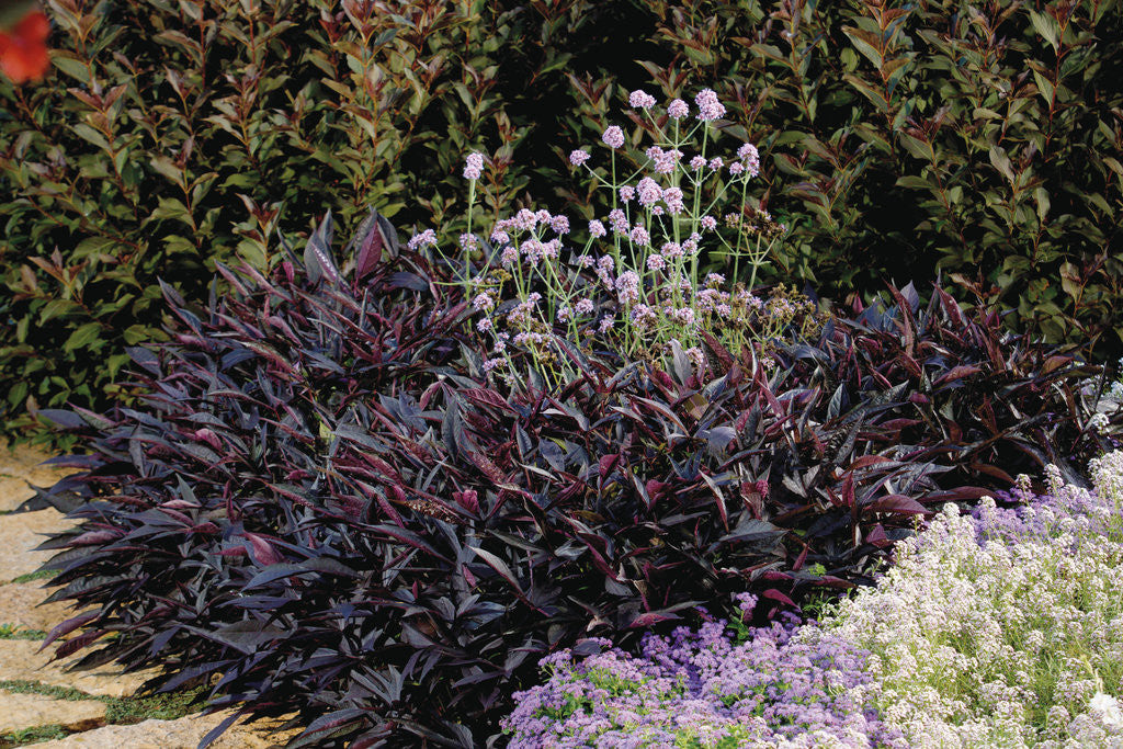 Ipomoea batatas Proven Accents ®'Illusion® Midnight Lace' in landscape