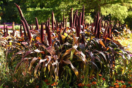 Ornamental Millet 'Copper Prince'