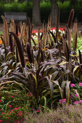 Ornamental Millet 'Copper Prince'