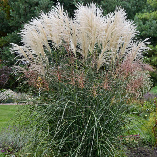 Miscanthus sinensis 'Encore'