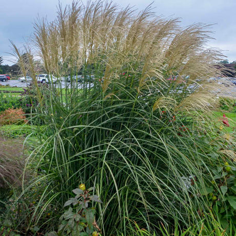 Miscanthus sinensis 'Encore'