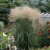 Miscanthus sinensis 'Encore'