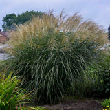 Miscanthus sinensis 'Encore'