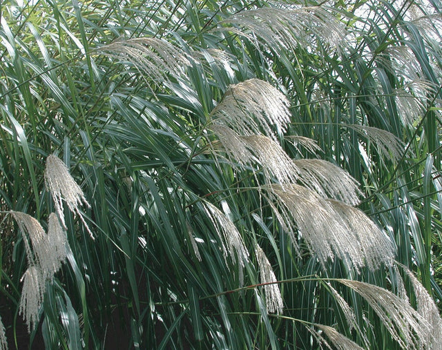 Miscanthus x giganteus