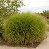 Miscanthus sinensis 'Gracillimus'