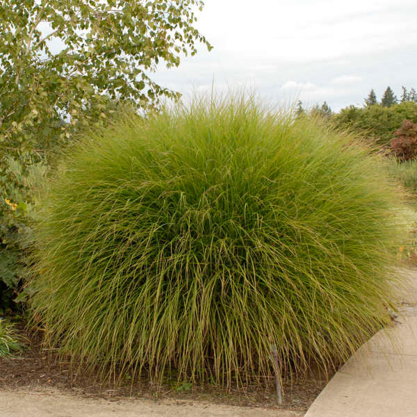 Miscanthus Gracillimus Maiden Grass