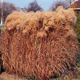 Miscanthus sinensis 'Gracillimus'