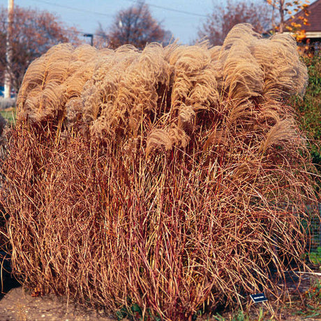 Miscanthus sinensis 'Gracillimus'