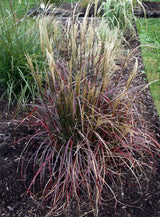 Miscanthus sinensis 'Little Miss'