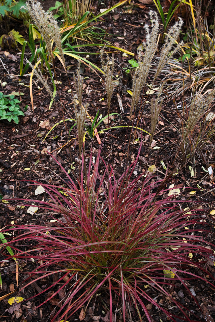 Miscanthus sinensis 'Little Miss'