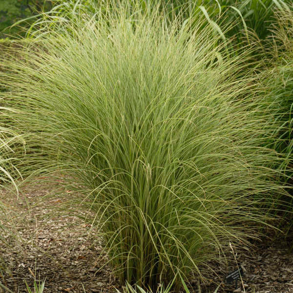 Miscanthus sinensis 'Morning Light'