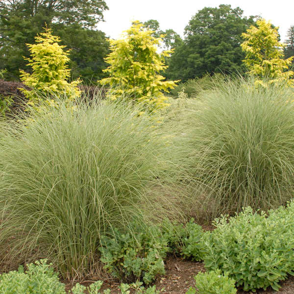Miscanthus sinensis 'Morning Light'