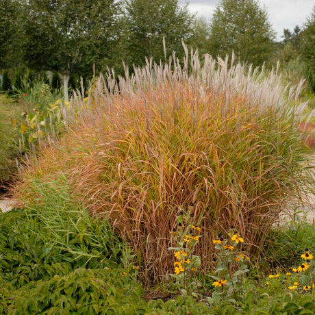 Miscanthus 'Purpurascens'