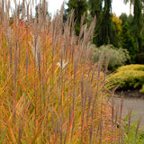 Miscanthus 'Purpurascens'