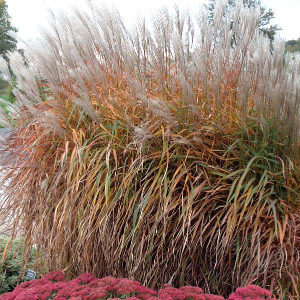 Miscanthus 'Purpurascens'