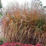 Miscanthus 'Purpurascens'