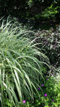 Miscanthus sinensis 'Variegatus'