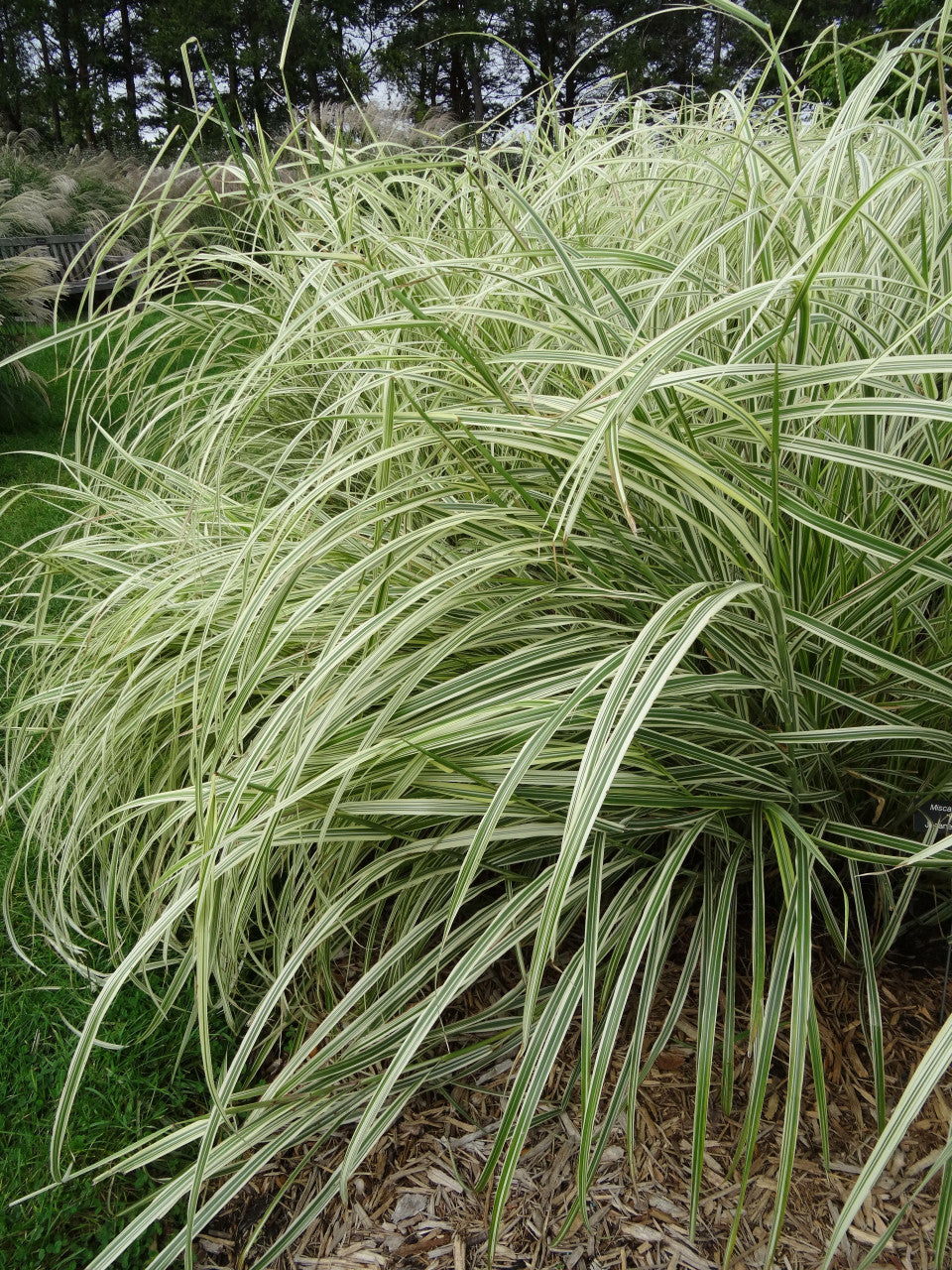 Miscanthus sinensis 'Variegatus'