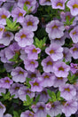 Calibrachoa hybrid 'Superbells® Miss Lilac'