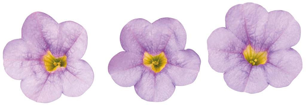 Calibrachoa hybrid 'Superbells® Miss Lilac' flowers