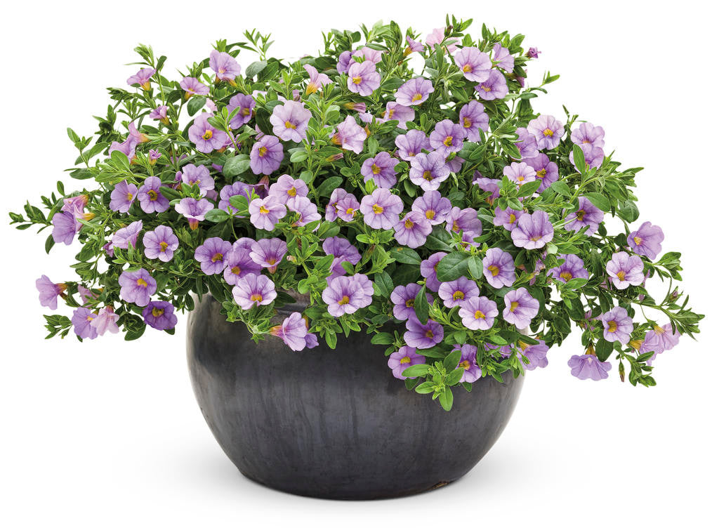 Calibrachoa hybrid 'Superbells® Miss Lilac' in decorative pot