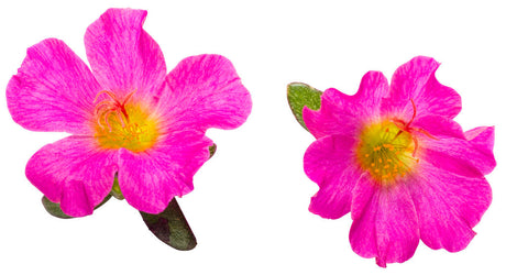 Portulaca umbraticola 'Mojave® Fuchsia' flowers