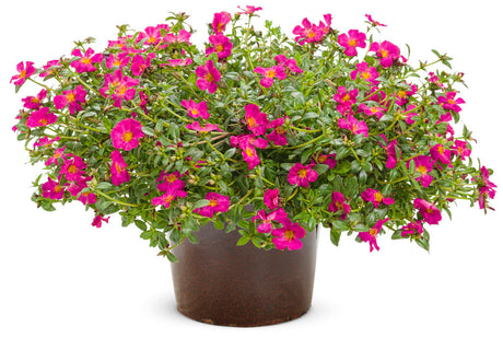 Portulaca umbraticola 'Mojave® Fuchsia' in decorative pot