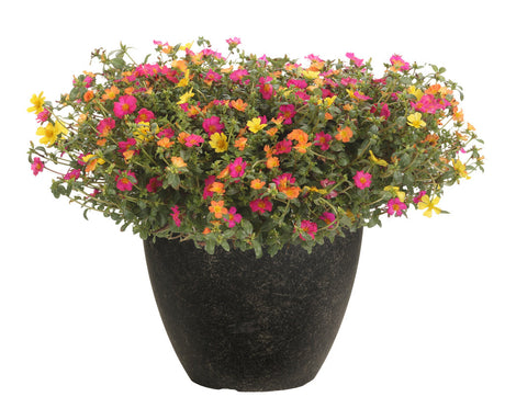 Portulaca umbraticola 'Mojave® Fuchsia' combination